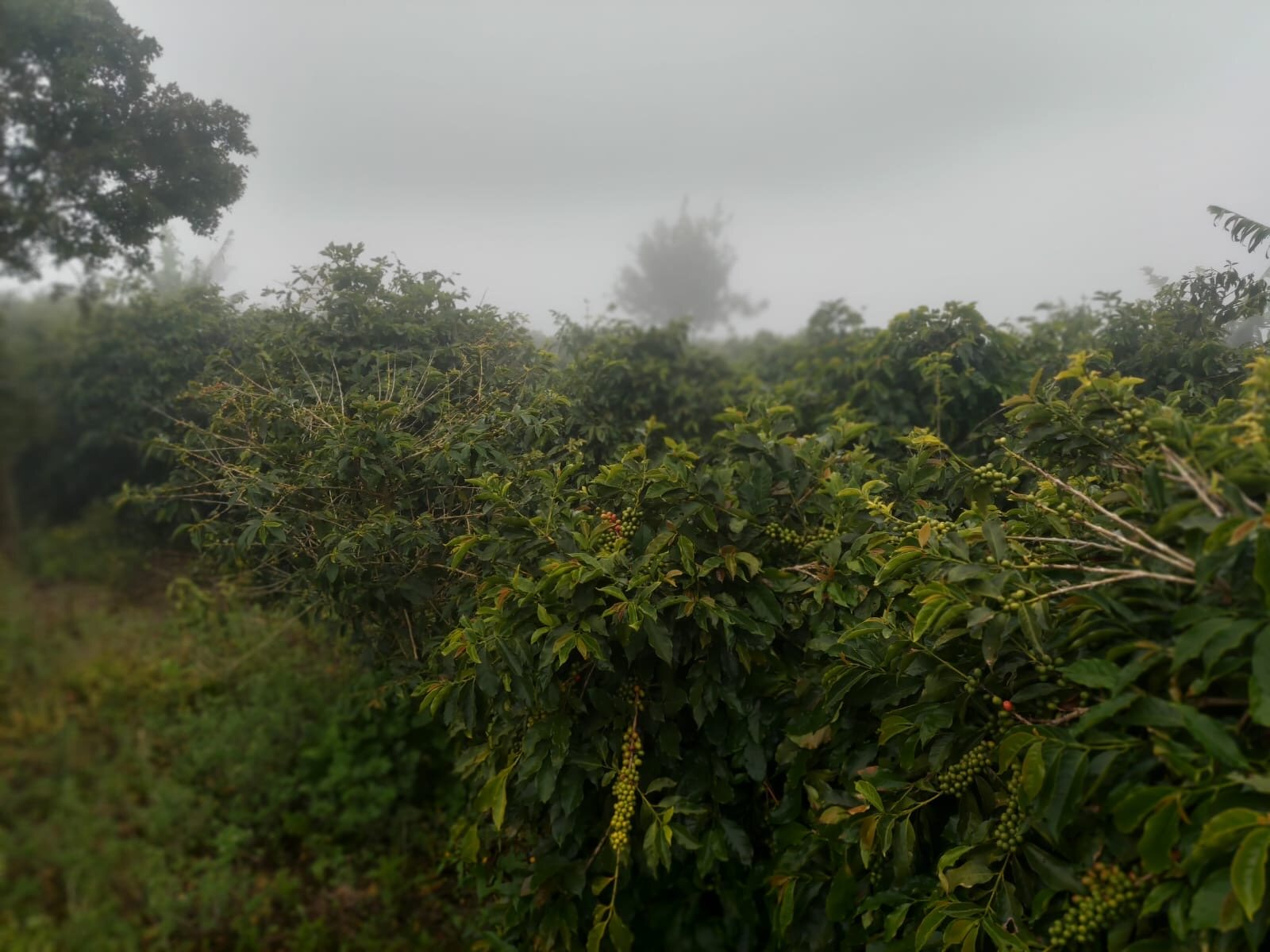 Coffee trees growing in the mist at Silver Hill Estate in Jamaica’s Blue Mountains